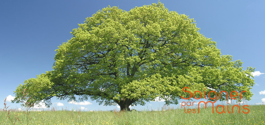 chene reiki pnl lot-et-graonne.jpg